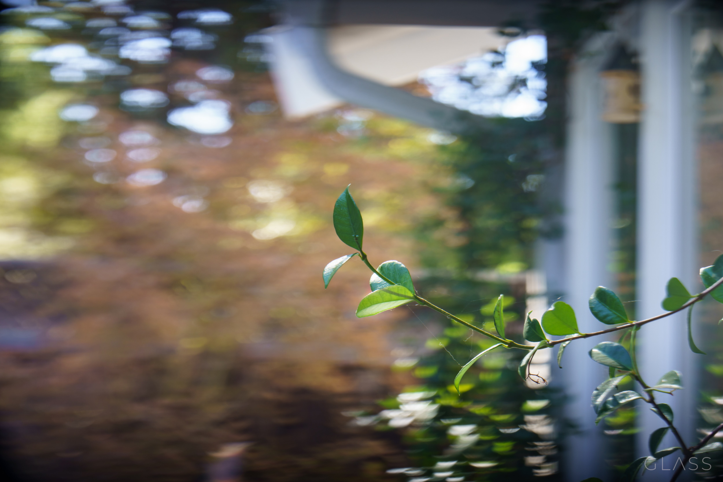 Example image showing background blur behind a plant stem.