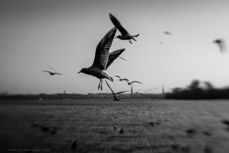 shoot-what-it-feels-like-ml-birds
