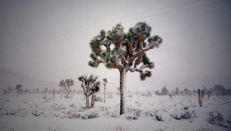 Film photo of Joshua Tree with snow.
