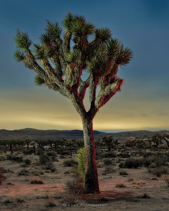 Joshua Tree National Park at night.