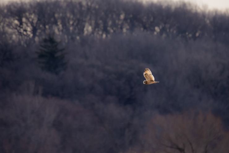 short ear owl challenges