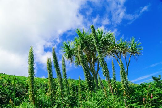 Kayaking in Bryher, Honesty Boxes and Tropical Island Hues... In Bryher Island, Isles of Scilly, UK (51)