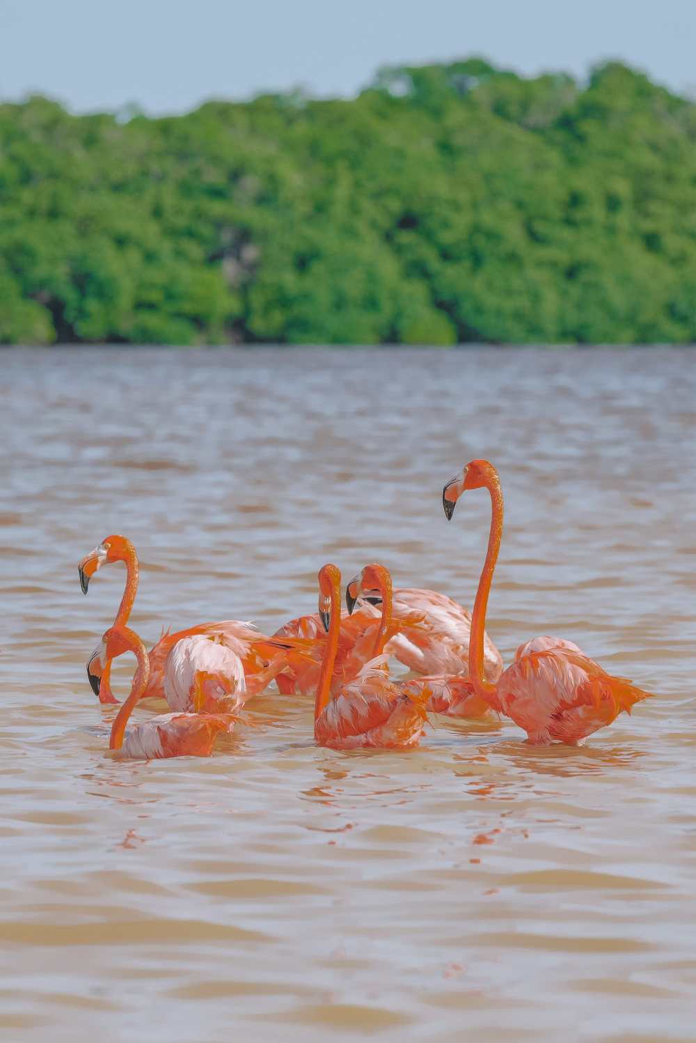 Best Things To Do In Merida Mexico Celestun Beach